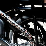 rainette-leopard-graou
