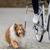 harnais-de-velo-pour-chien
