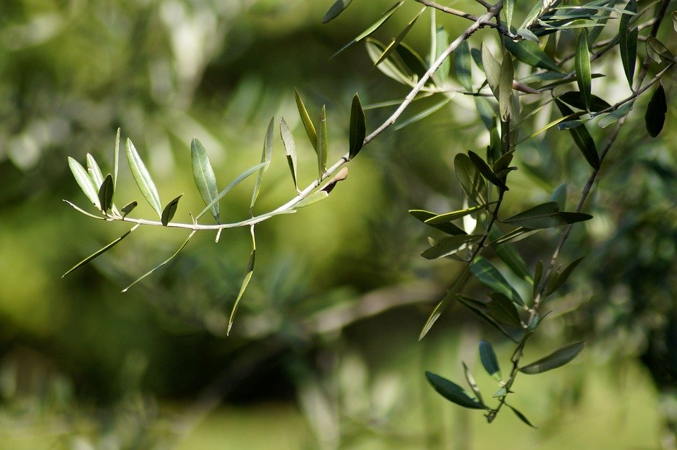olives 4195771 960 720