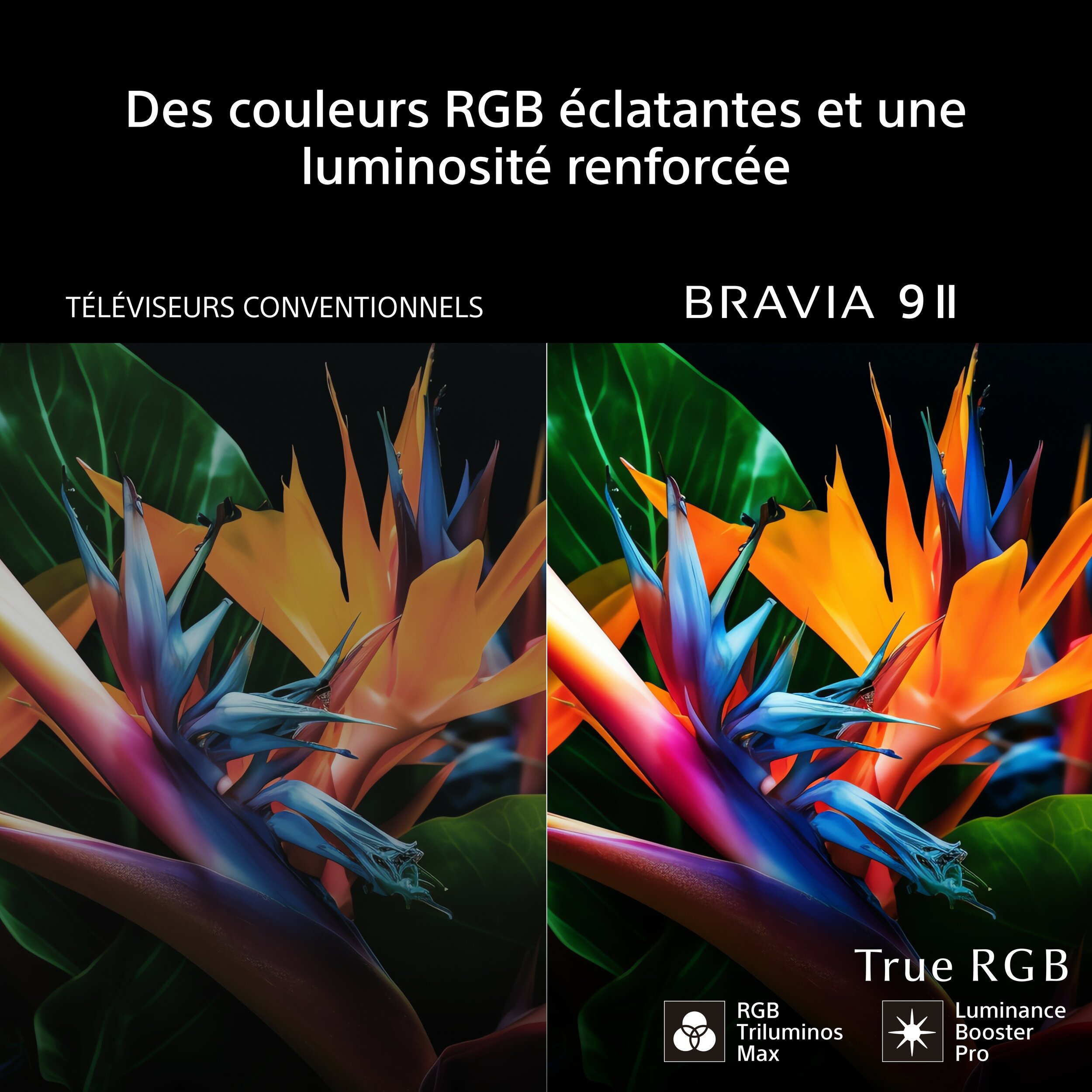 02-Bravia 9II-RGB-Des couleurs RGB éclatantes et une luminosité renforcée