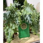 Ice bag vert vif avec une plante
