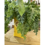 Ice Bag jaune avec une plante