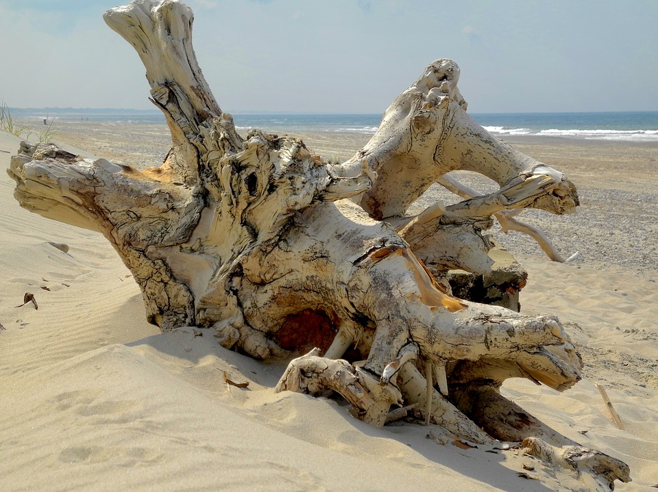 Le bois flotté : un cadeau de la nature - bois flotté - art & ocean