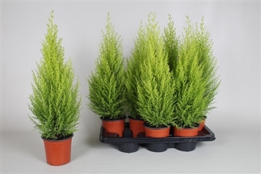 I-Autre-23552_380x380-cupressus-macrocarpa-d14-x7-40-50cm-goldcrest-wilma.net