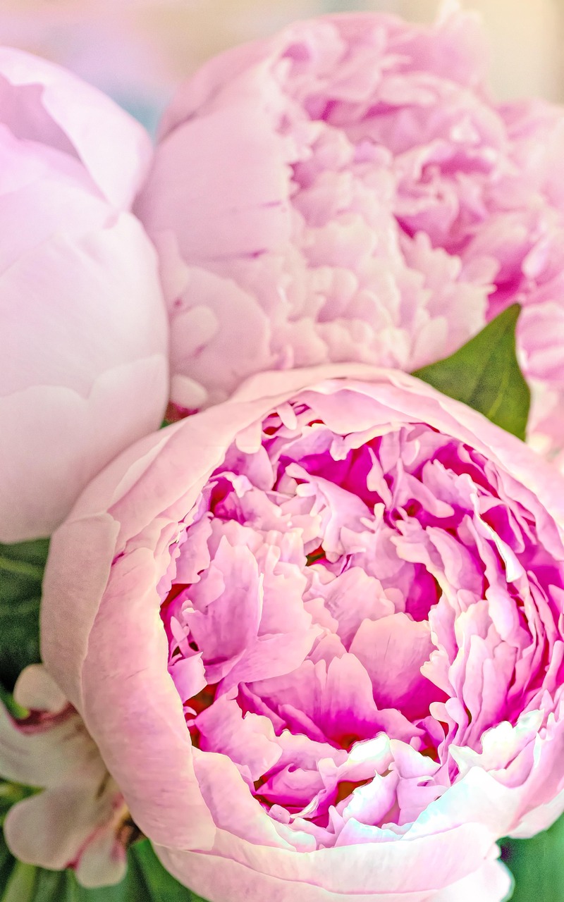 flowers-8833581_1280