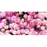 pivoine-signification