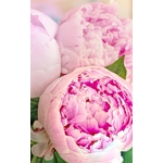 flowers-8833581_1280