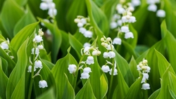 muguet-2_5803771