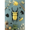 Assembli-stag-small-gold-low