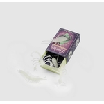 insecte 1