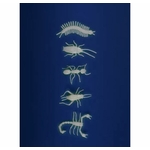 insecte 2