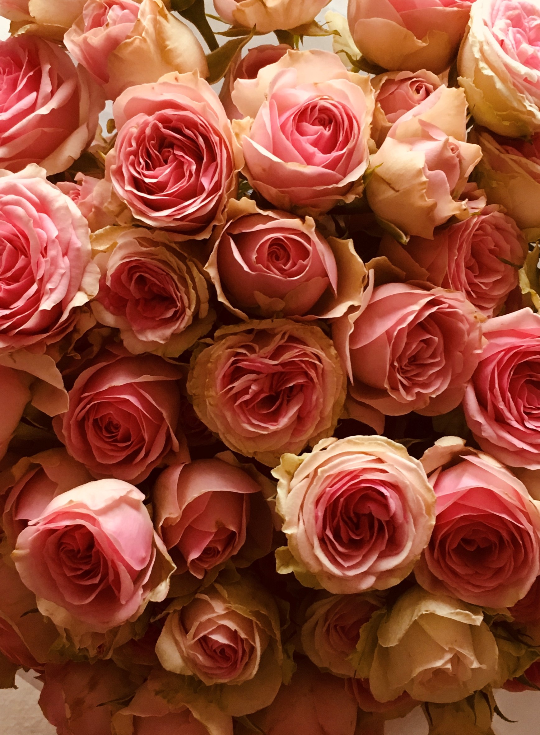 bouquet-rose-ambiance-fleurie-lavande-fleur-d-oranger-extrait-parfum-d-ambiance-grasse