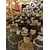 marchand-epice-canelle-citronnelle-ambiance-epicee-encens-pots-pourris-concentre-parfum