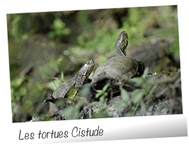 photo-tortue-cistude