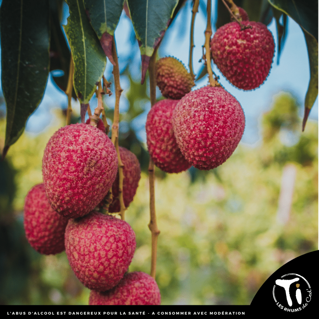 Litchi-1024x1024