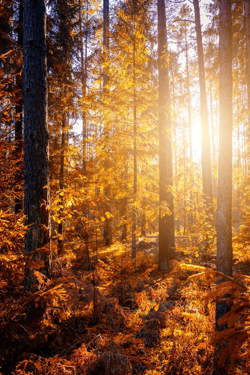 foret au coucher du soleil