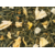 Ananas Mangue