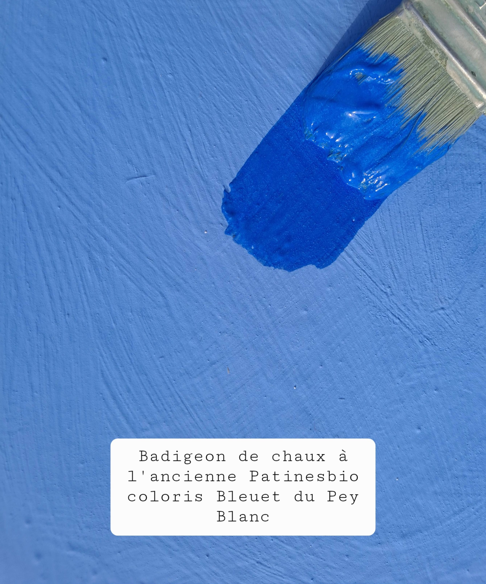 bleuet du Pey Blanc