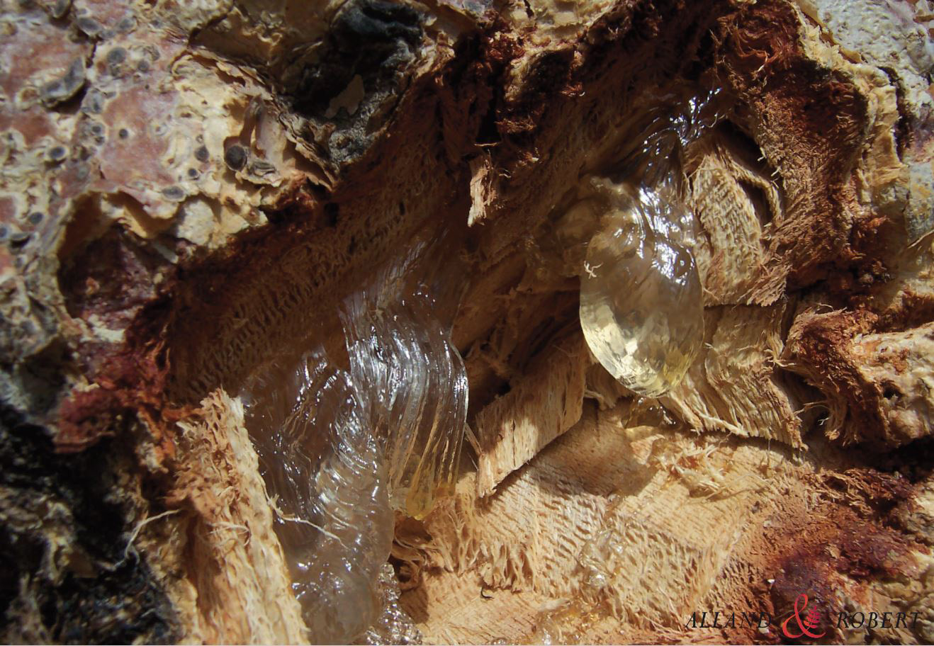 gomme sterculia