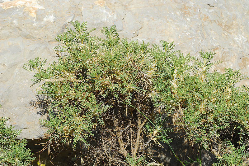 astralagus gummifer iran