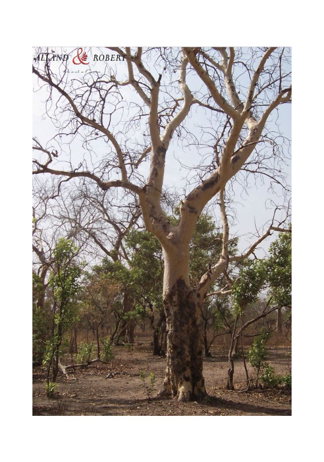 arbre qui produit la gomme sterculia