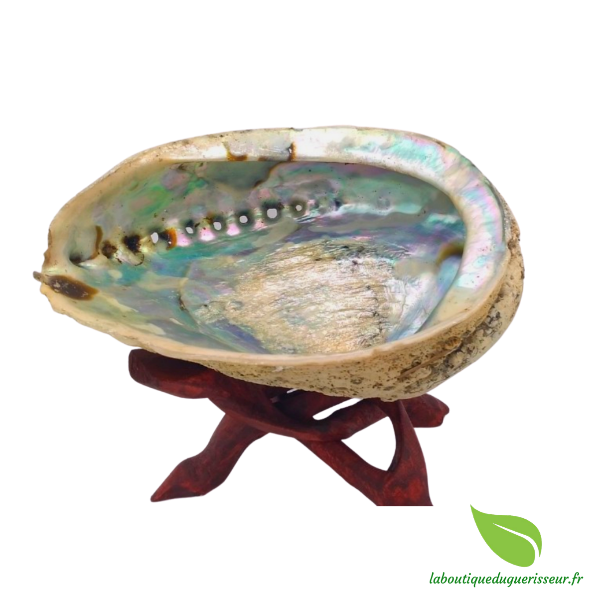 Coquille d'ormeau moyenne - Abalone naturelle