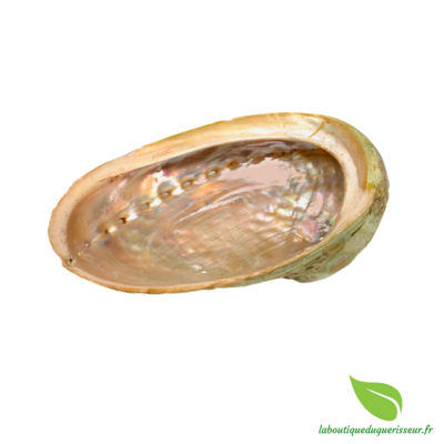 Coquille d'Ormeau XL (Abalone) Diversicolor