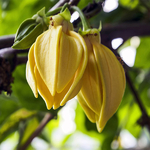 essential-oil-ylang-ylang-NYLY