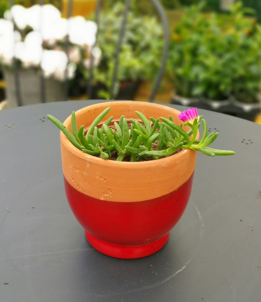 Delosperma en pot de 10 cm - Plantes fleuries à rempoterPots de 10 cm -  Serres Fleuries 63