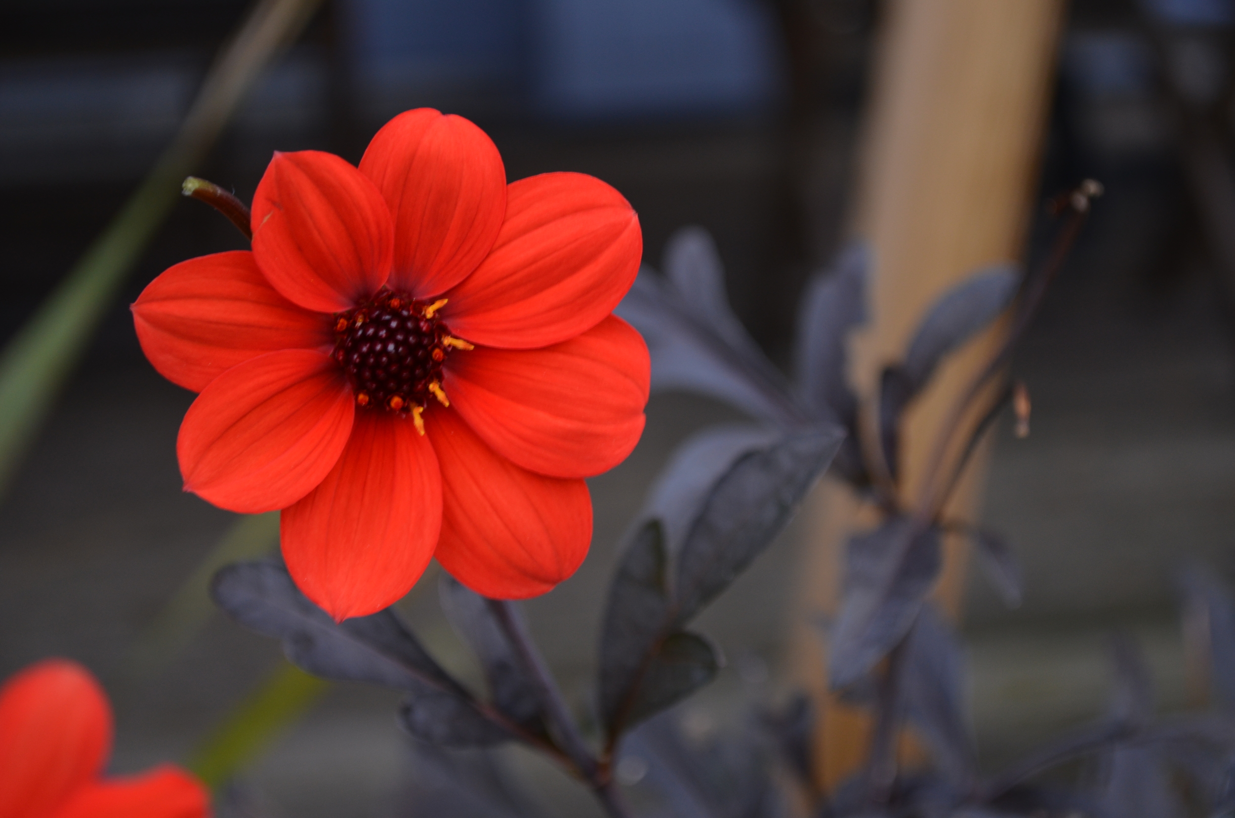 dahlia