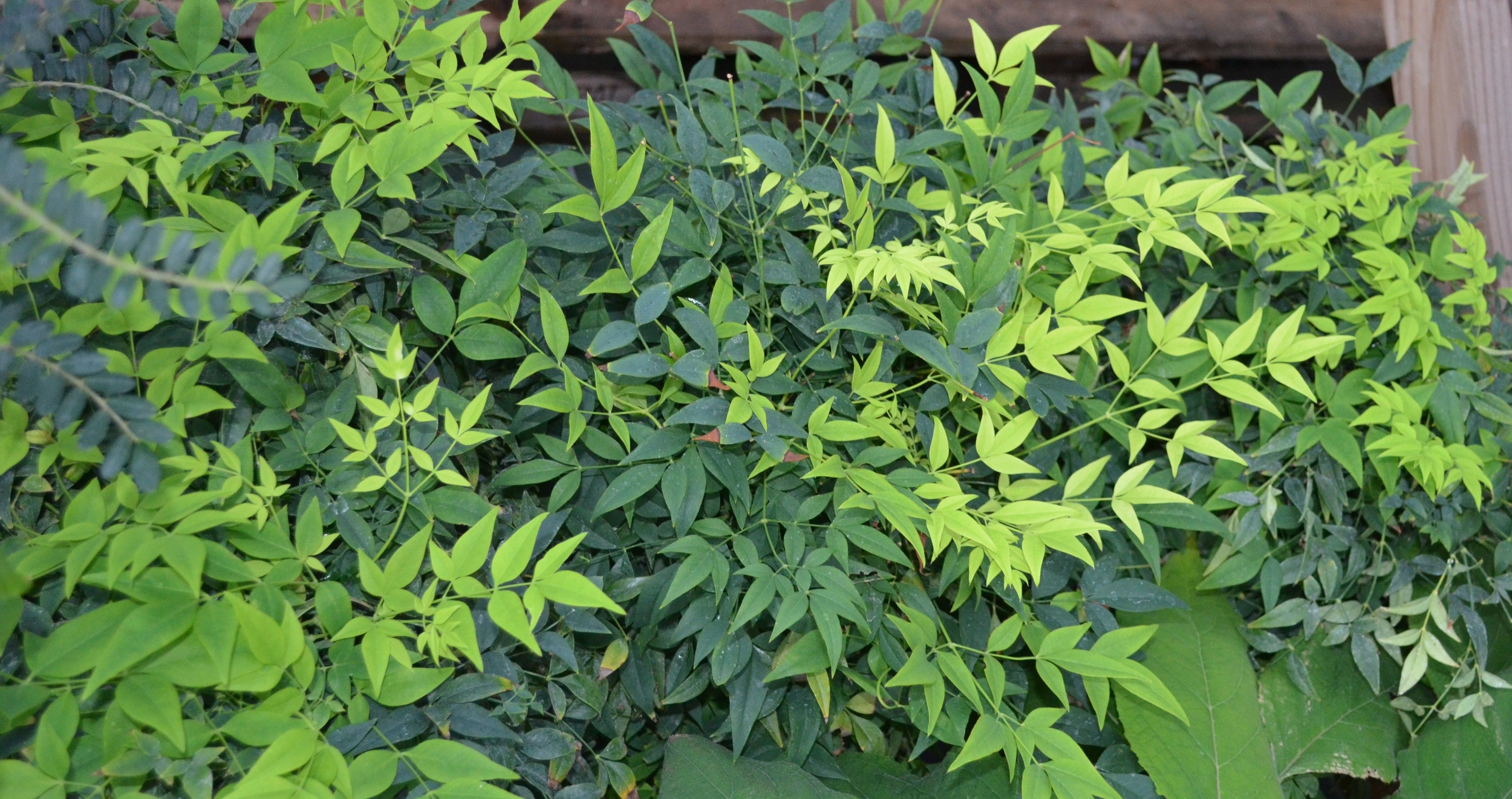 bambou sacré nandina domestica