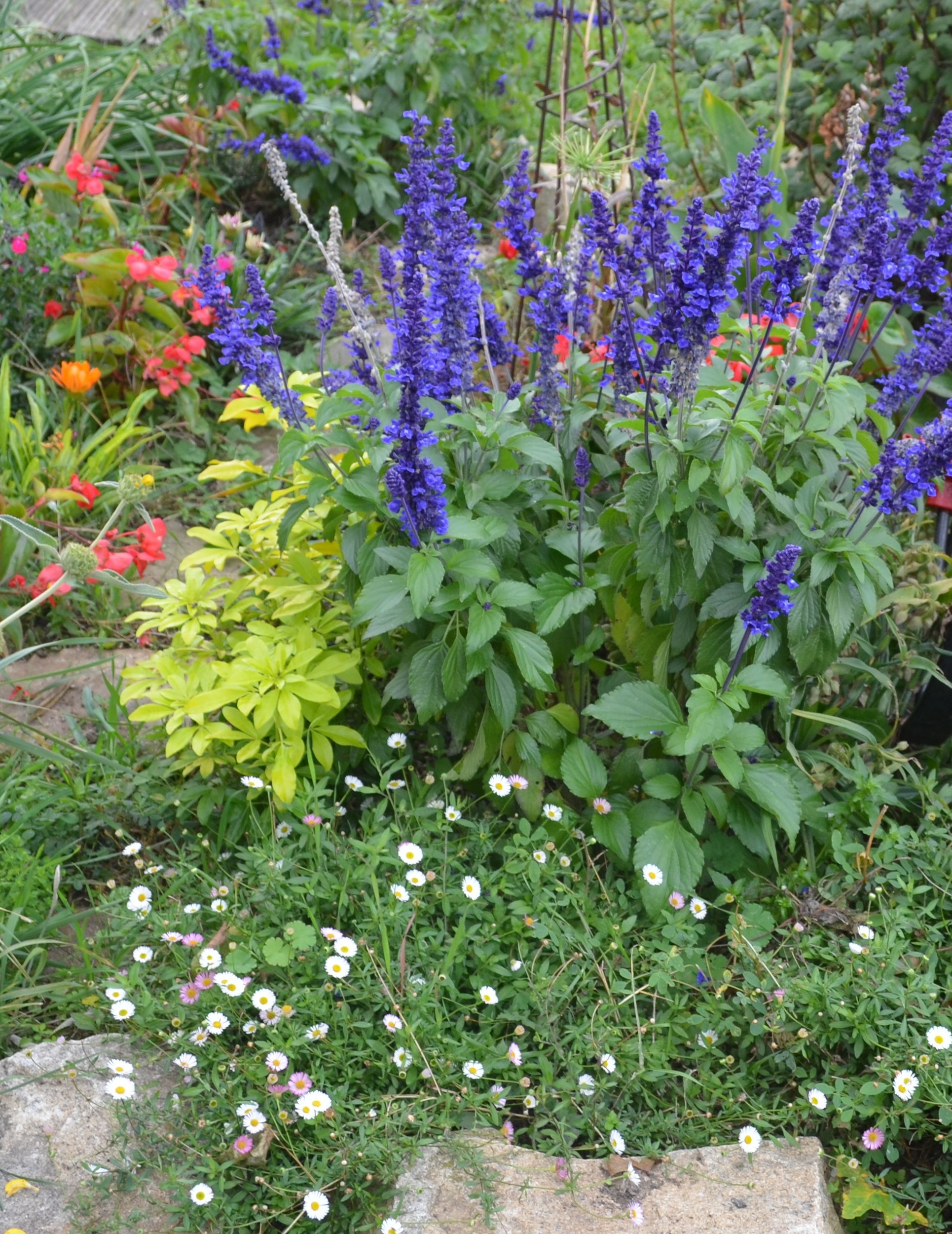 saugebleue erigeron