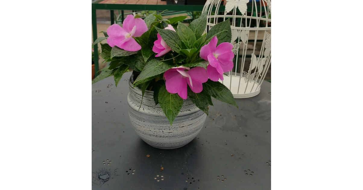 Anthurium Zizou Rose - Pot De 12 Cm