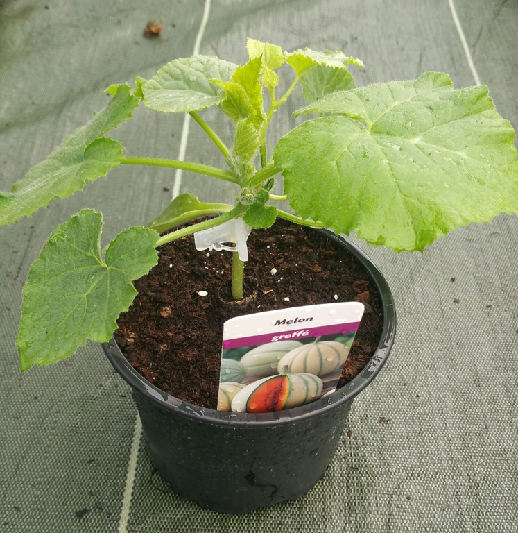 Cucurbitacées en pots de 10 cm - Potager/Plants de légumes divers