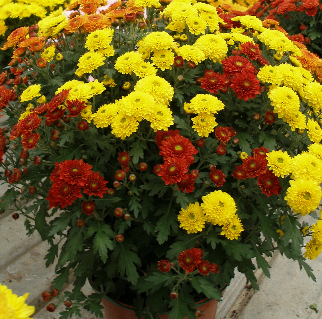 chrysanth-mes-pomponettes-3-couleurs-pot-de-21-cm-chrysanth-mes