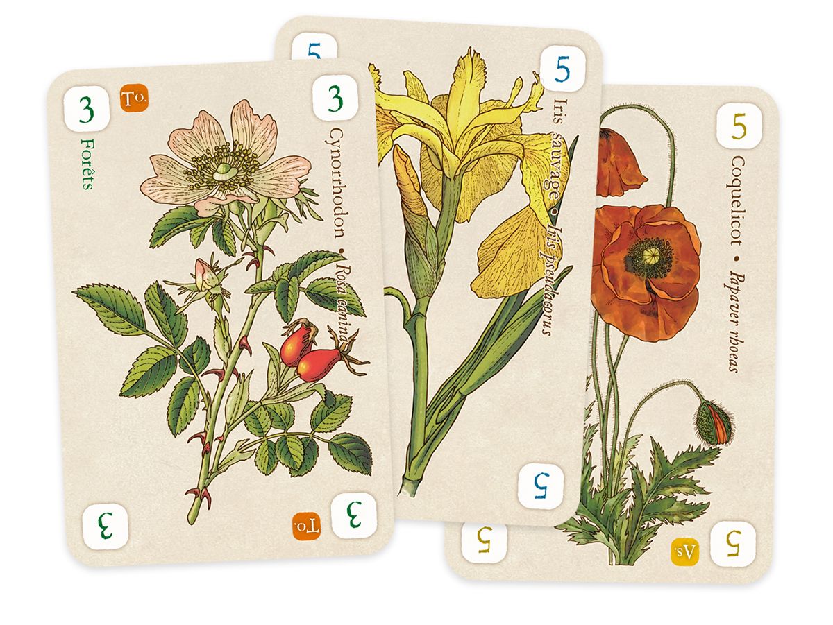 OFFICINALIS-DE-LUXE3