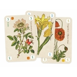 OFFICINALIS-DE-LUXE3