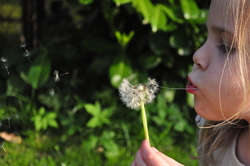 blowing-dandlelion-license-free-CC0