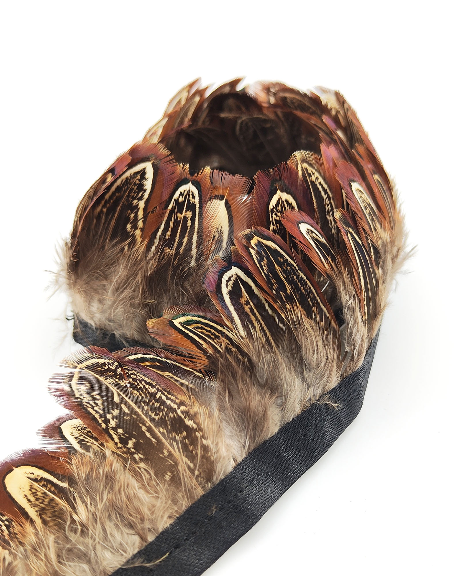 frange faisan commun plume marron