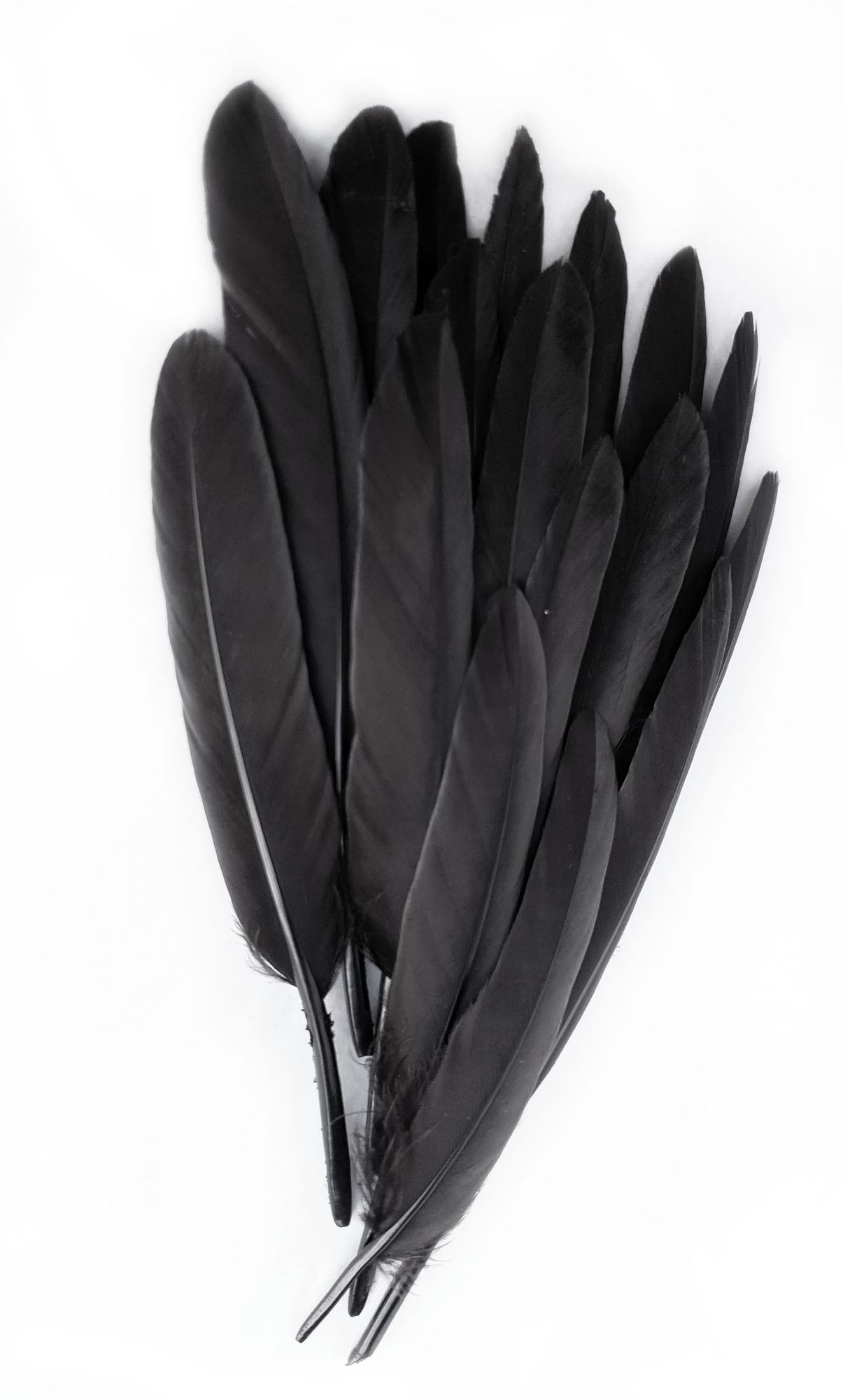 plume palette doie petite noir