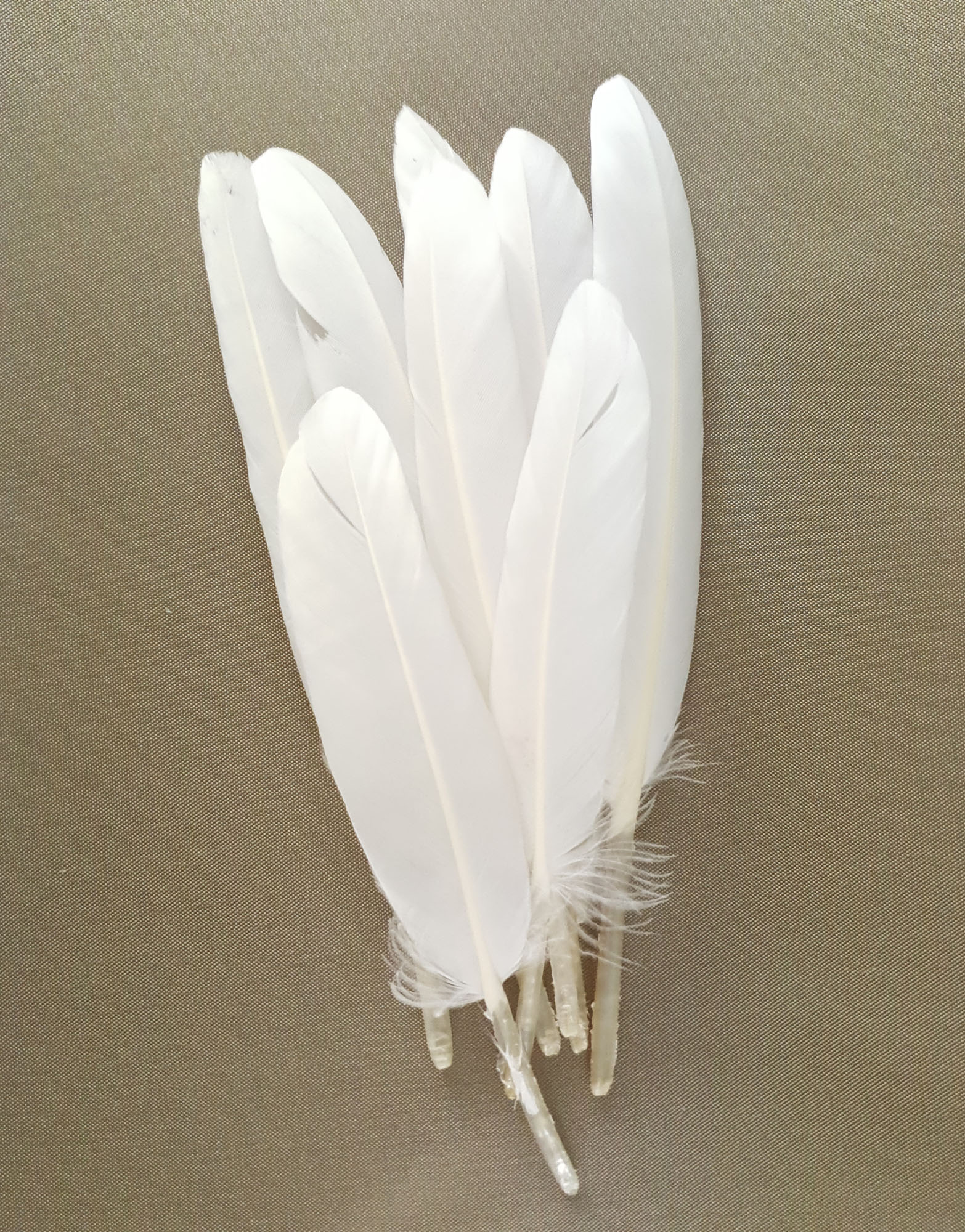 plume palette doie petite ecru