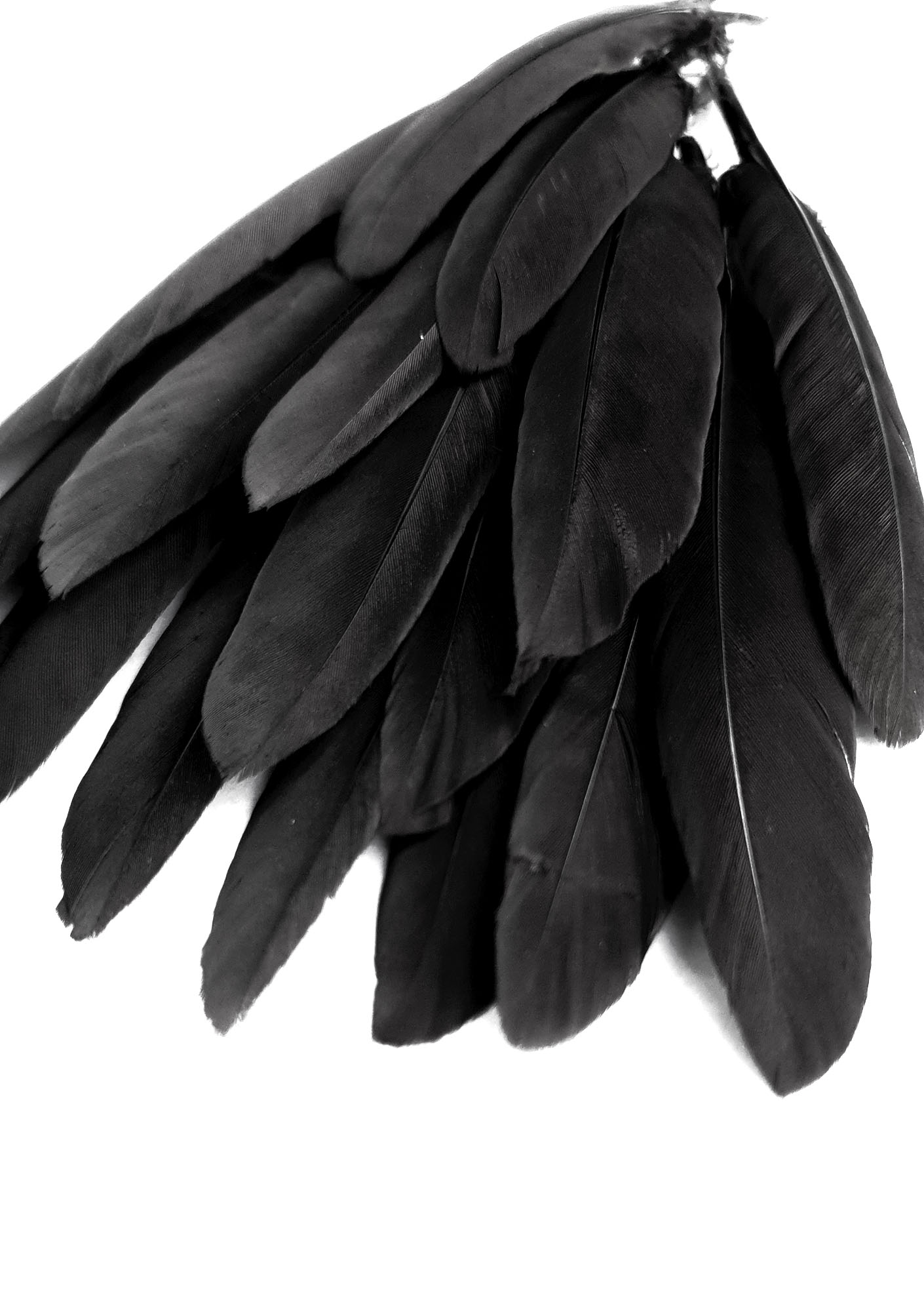 plume palette doie noir