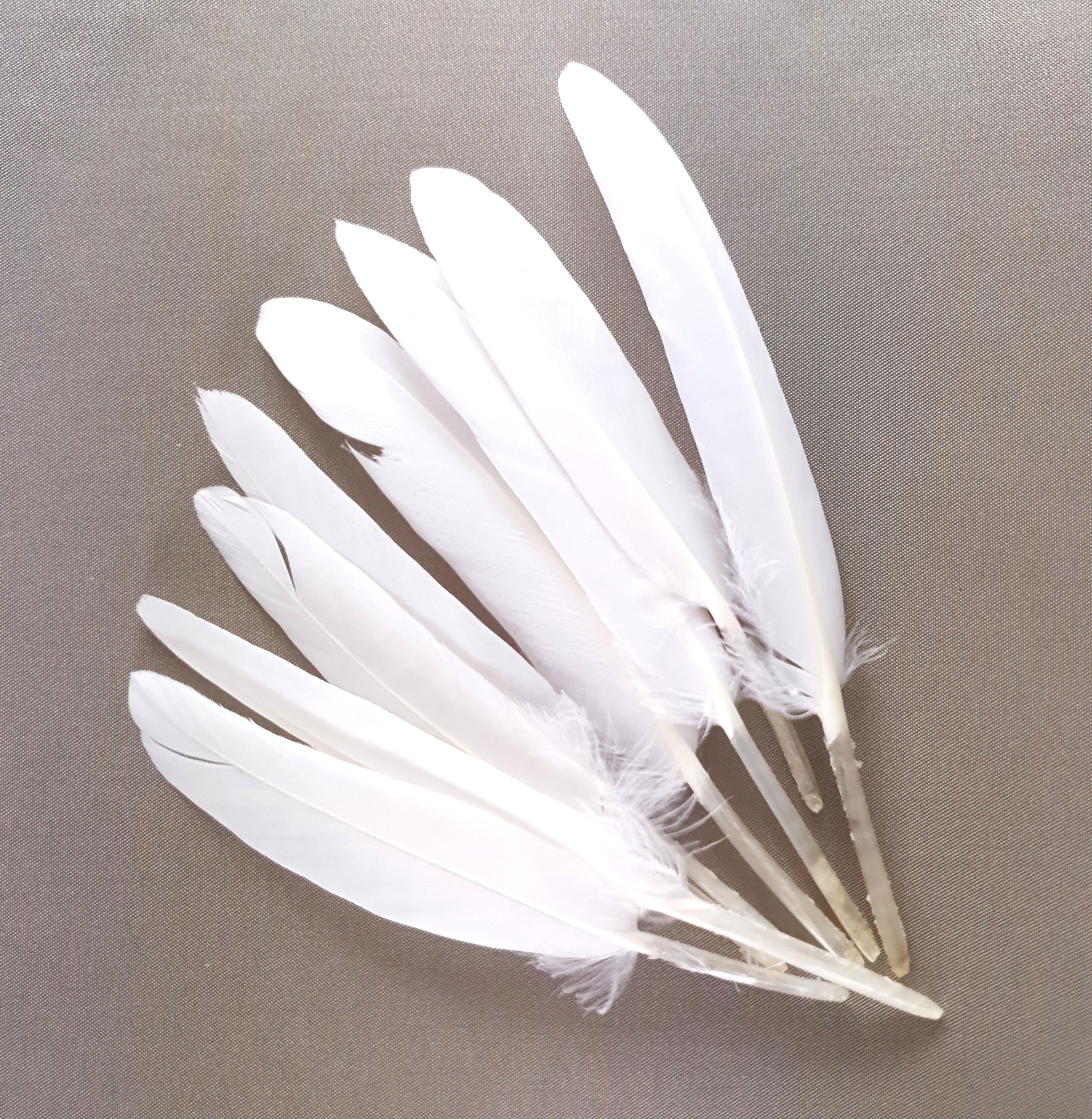 plume palette doie petite blanc