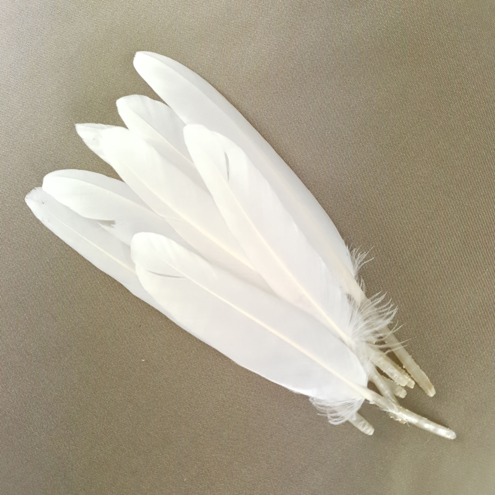 plume palette doie ecru