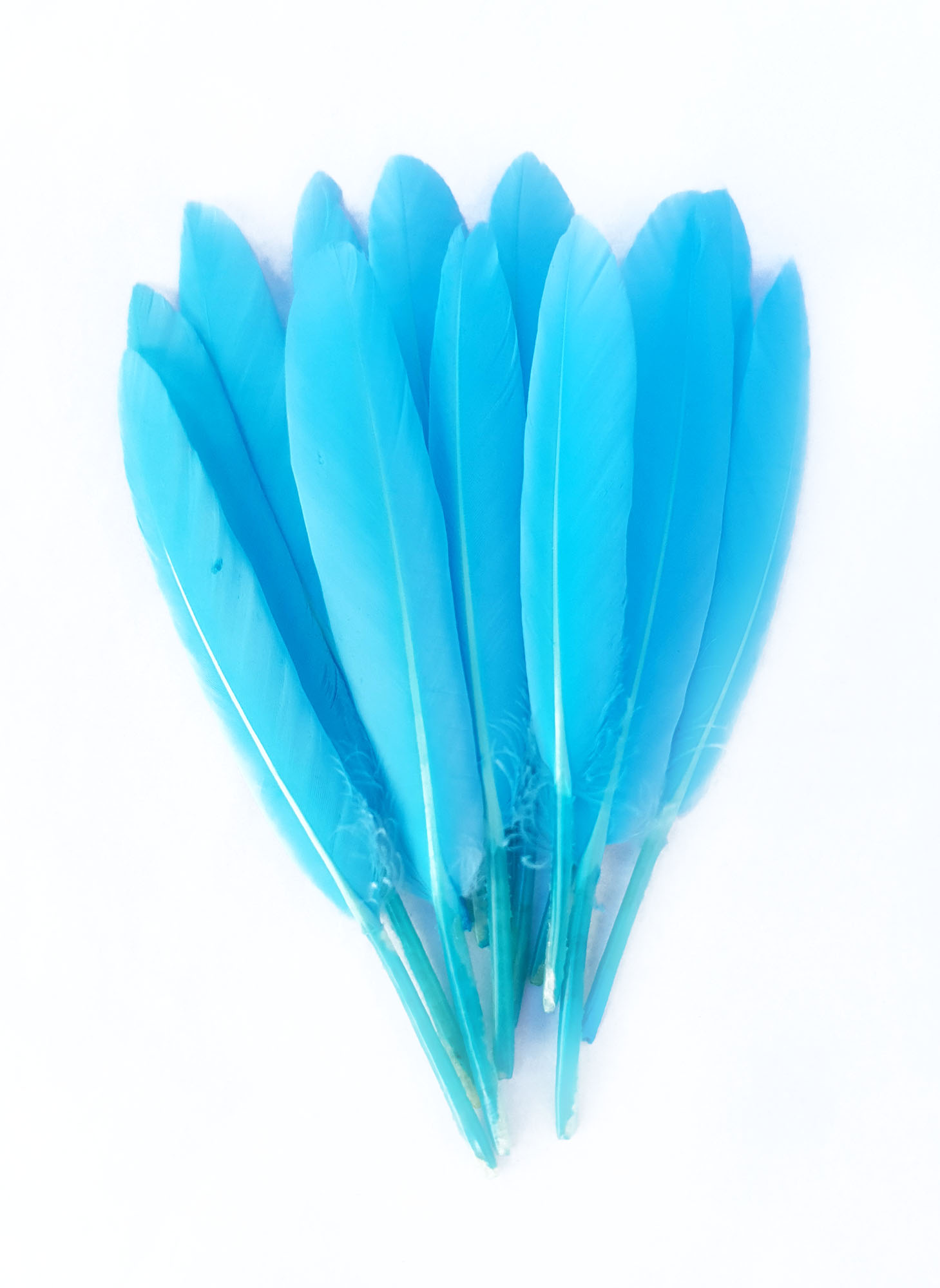 plume palette doie bleu lagon