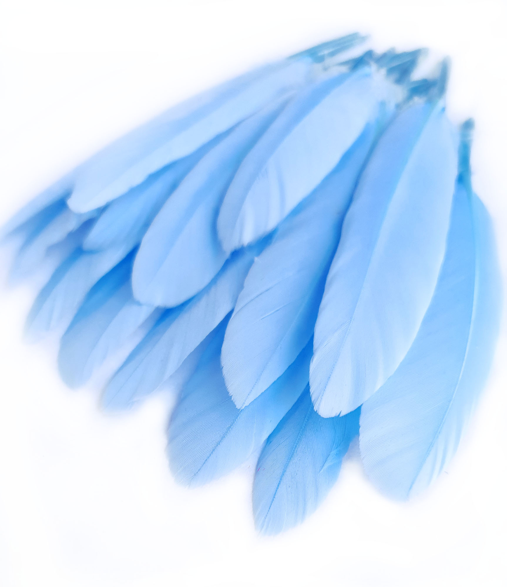 plume palette doie petite bleu nattier