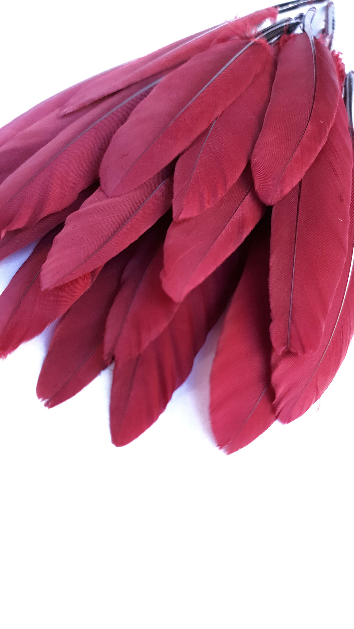 plume palette doie petite rubis
