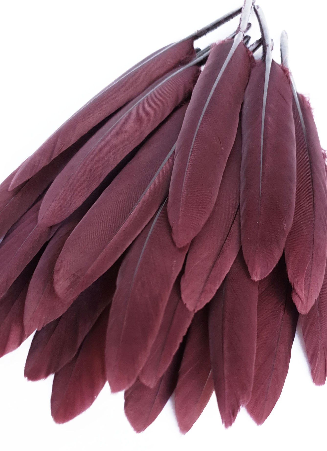 plume palette doie henne