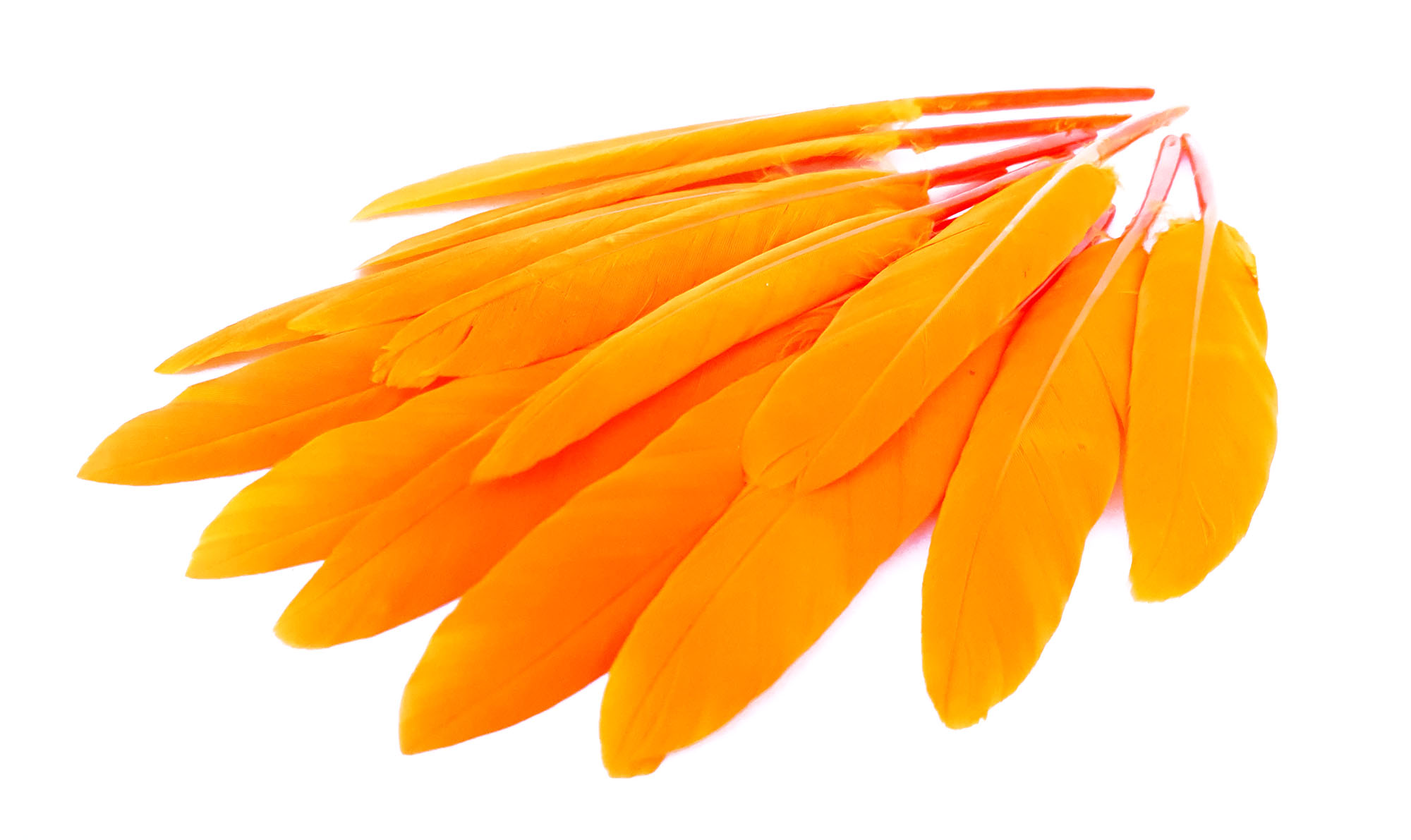plume palette doie petite orange fluo