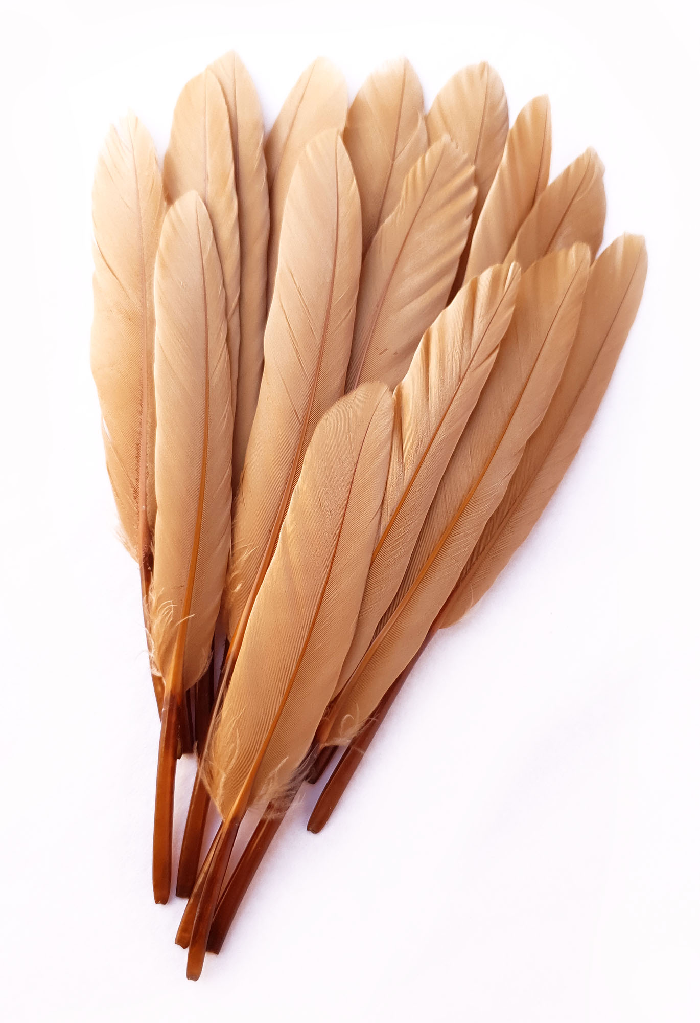 plume palette doie beige